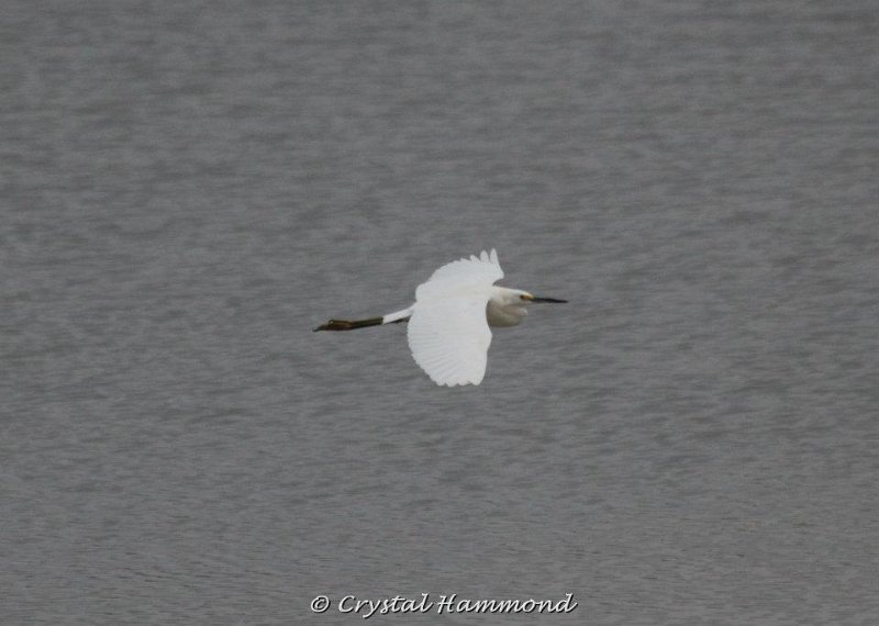 Snowy Egret in flight.jpg